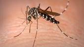  Zanzare infette del virus West Nile: intensificata la lotta nel Veneto orientale