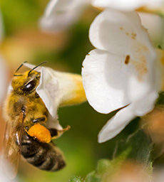  Associazione apicoltori: “Come salvare le api”