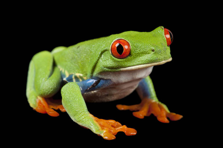 "Red Eyed Tree Frog" di Joel Sartore 