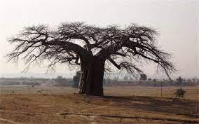 Caritas: dal 3 maggio torna All'ombra del baobab