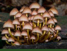 Budoia: si prepara la festa dei funghi si settembre
