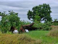Grande Quercia di Ghirano rovinata a terra dopo i forti temporali nella notte tra 12 e 13 luglio 2023