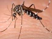 Lotta alle zanzare a Portogruaro: trattamento larvicida nei tombini e nelle caditoie