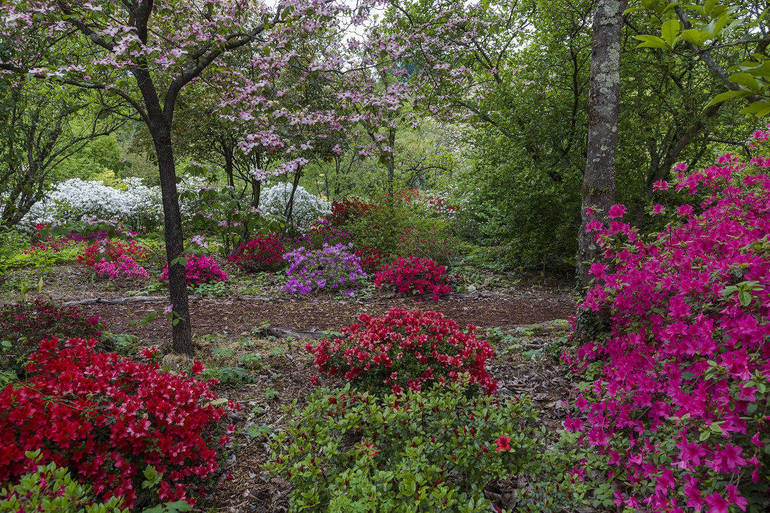 Gorizia: riapre domenica 3 aprile il Giardino Viatori un vero incanto fiorito