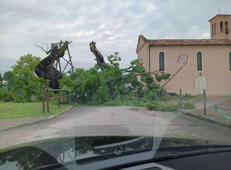 Violentissimo temporale e tromba d'aria in Veneto Orientale. Spezzata l'antica quercia di Villanova Vecchia di Fossalta