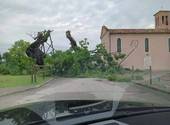 Violentissimo temporale e tromba d'aria in Veneto Orientale. Spezzata l'antica quercia di Villanova Vecchia di Fossalta