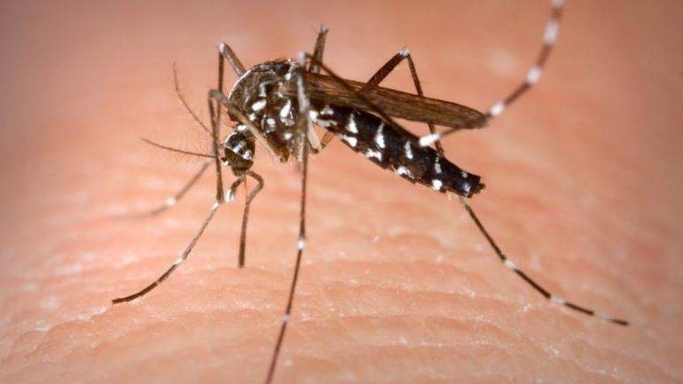  Zanzare infette del virus West Nile: intensificata la lotta nel Veneto orientale